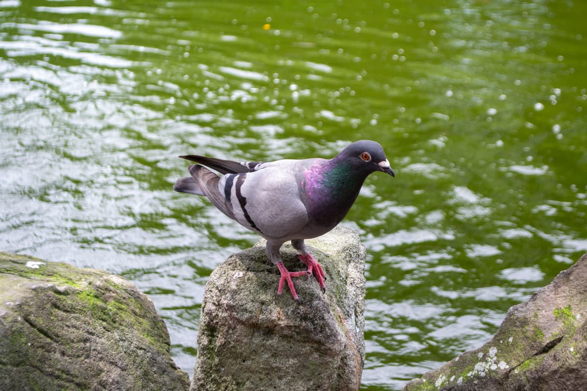 A pigeon stands on a rock by the Yunhan Pond in Taipei.